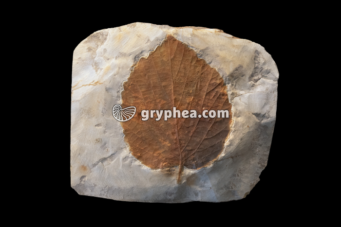 Feuille fossile (Davidia antica, Montana, USA) - gryphea.org